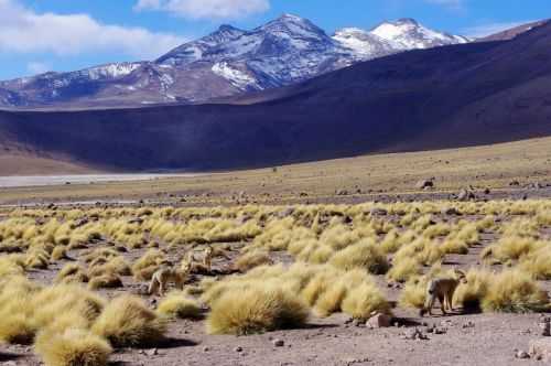 TREKKING NEL DESERTO DI ATACAMA 2015